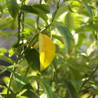 atmosfytestdb_110425i